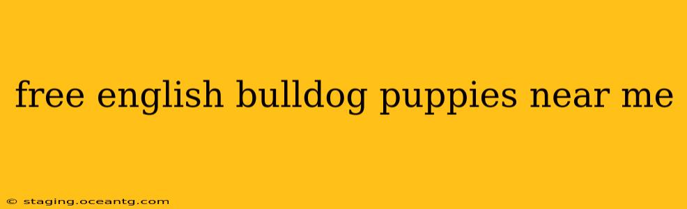 free english bulldog puppies near me