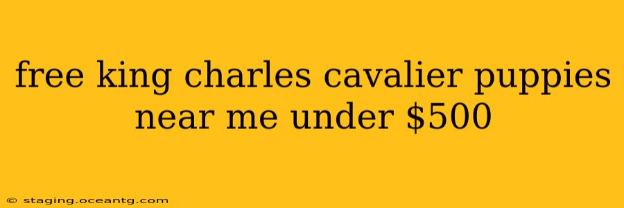 free king charles cavalier puppies near me under $500
