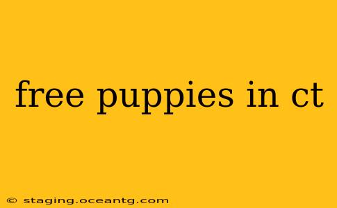 free puppies in ct
