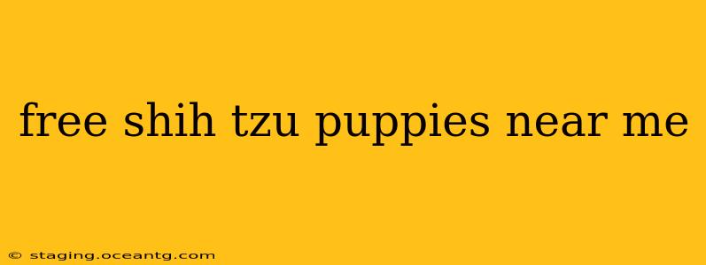 free shih tzu puppies near me