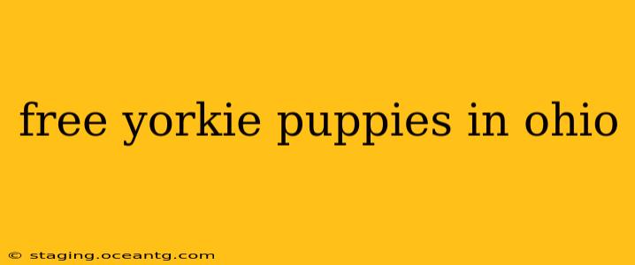 free yorkie puppies in ohio