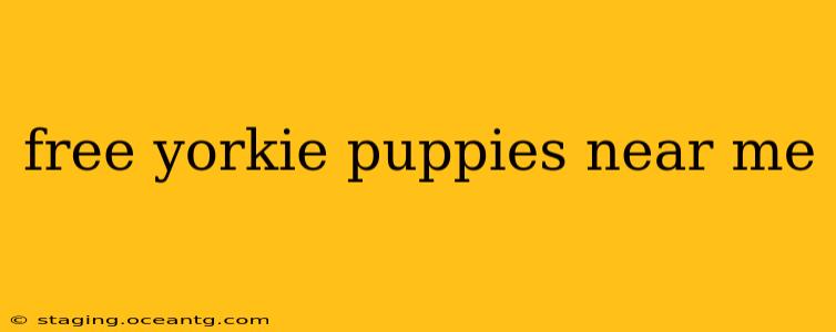 free yorkie puppies near me