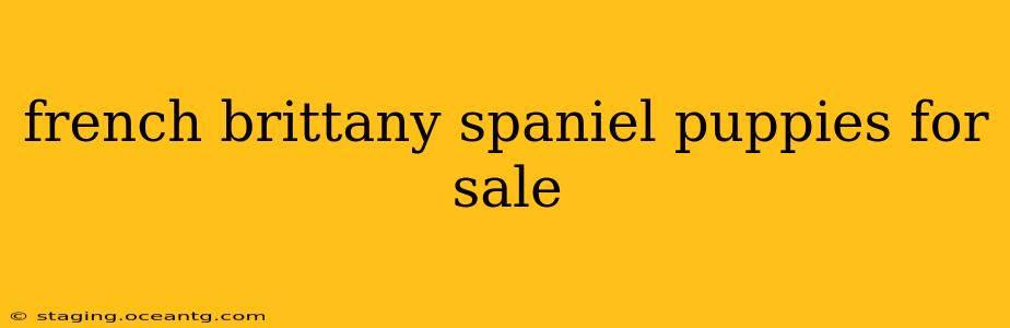 french brittany spaniel puppies for sale