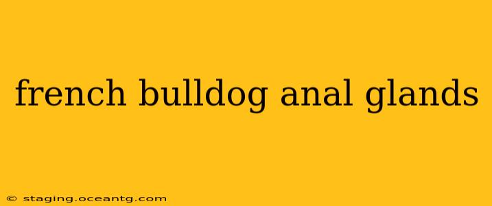 french bulldog anal glands