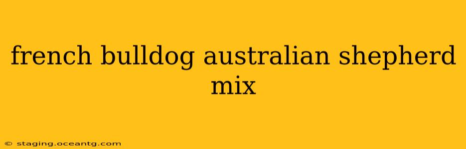 french bulldog australian shepherd mix