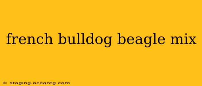 french bulldog beagle mix