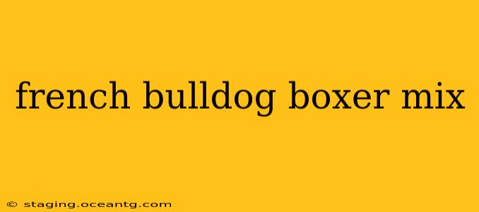 french bulldog boxer mix