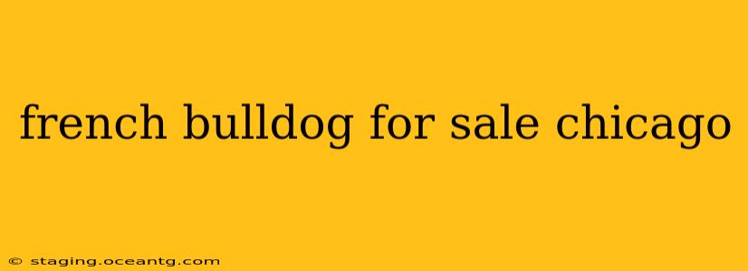 french bulldog for sale chicago