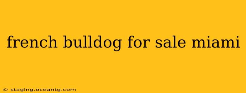 french bulldog for sale miami