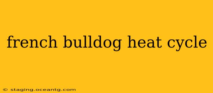 french bulldog heat cycle
