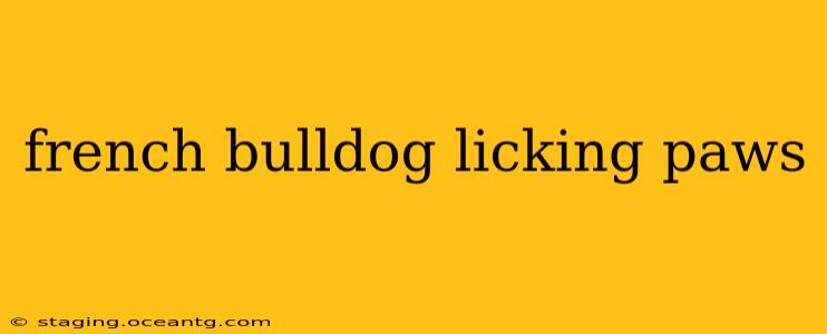 french bulldog licking paws