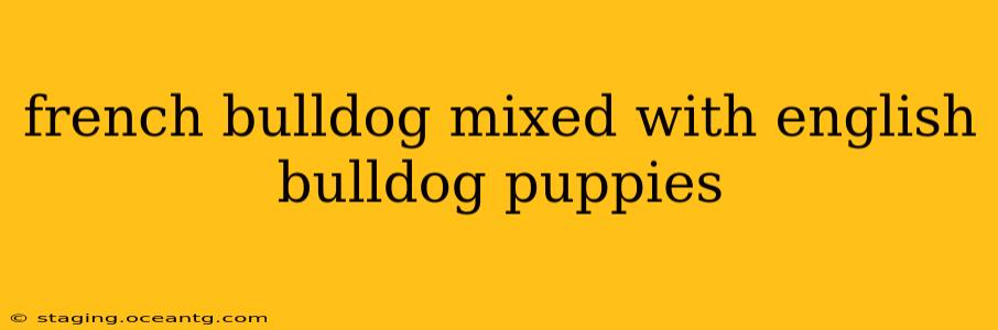 french bulldog mixed with english bulldog puppies
