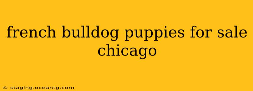 french bulldog puppies for sale chicago