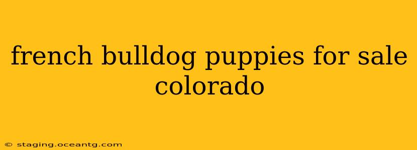 french bulldog puppies for sale colorado