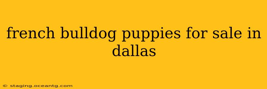 french bulldog puppies for sale in dallas