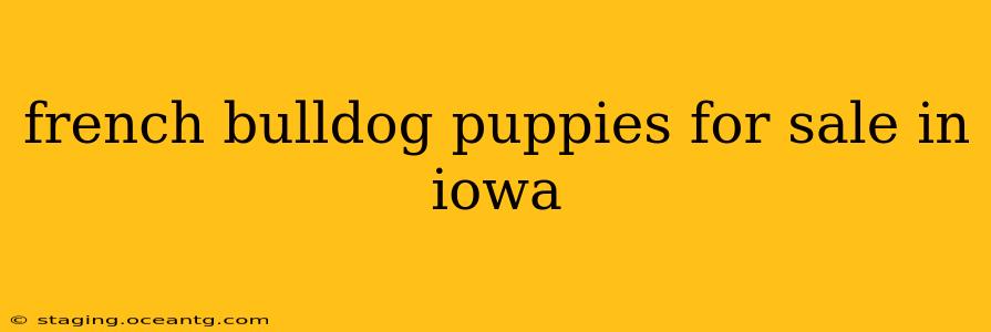 french bulldog puppies for sale in iowa