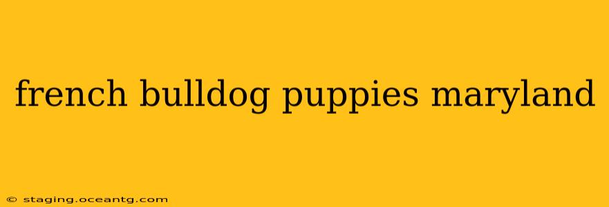 french bulldog puppies maryland