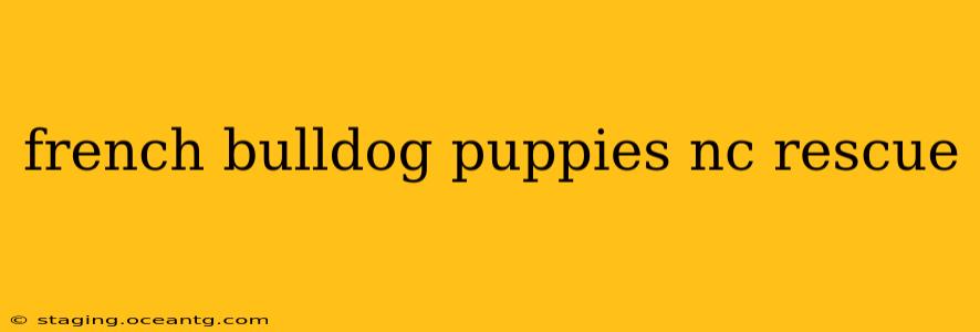 french bulldog puppies nc rescue