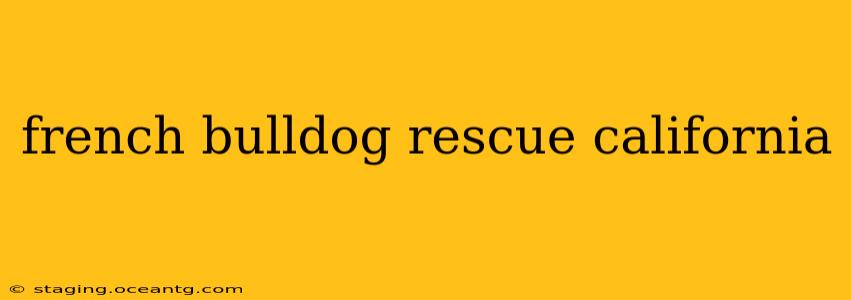 french bulldog rescue california