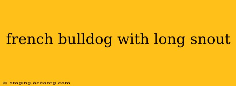 french bulldog with long snout