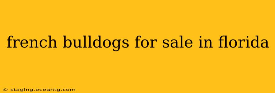 french bulldogs for sale in florida