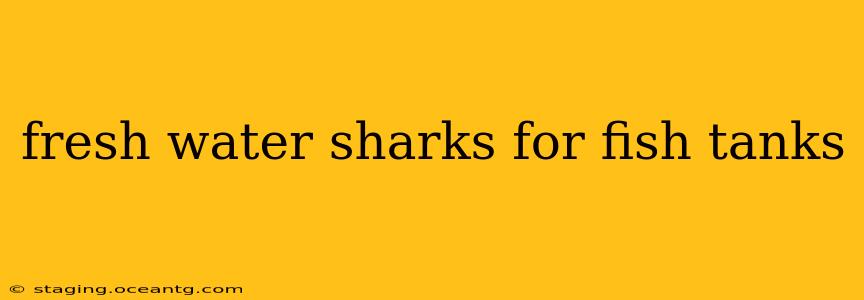 fresh water sharks for fish tanks