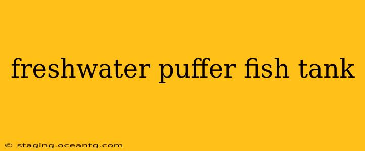 freshwater puffer fish tank