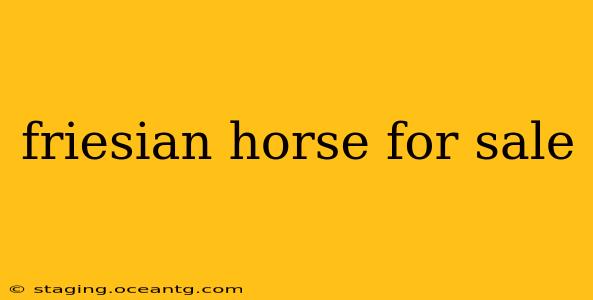 friesian horse for sale