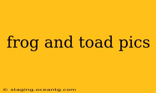 frog and toad pics