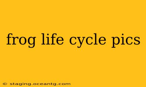 frog life cycle pics