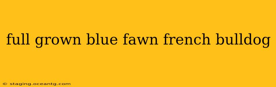 full grown blue fawn french bulldog
