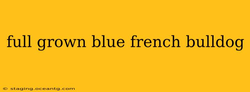 full grown blue french bulldog