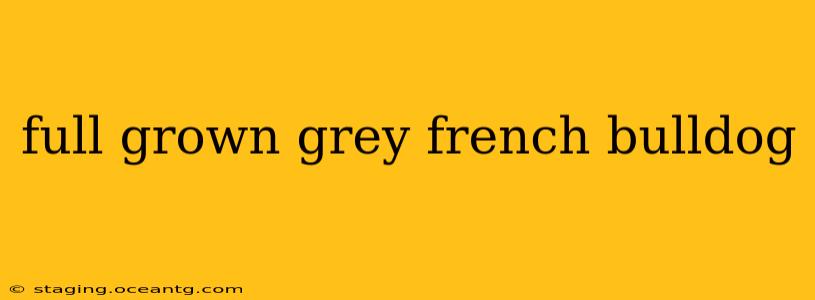 full grown grey french bulldog