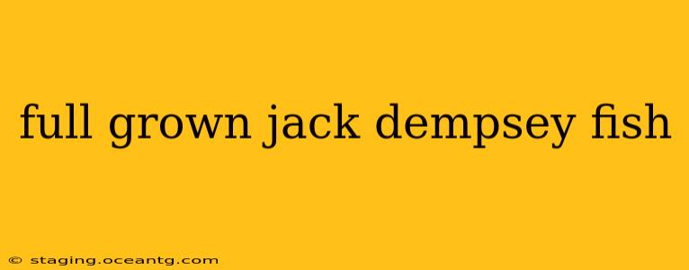 full grown jack dempsey fish
