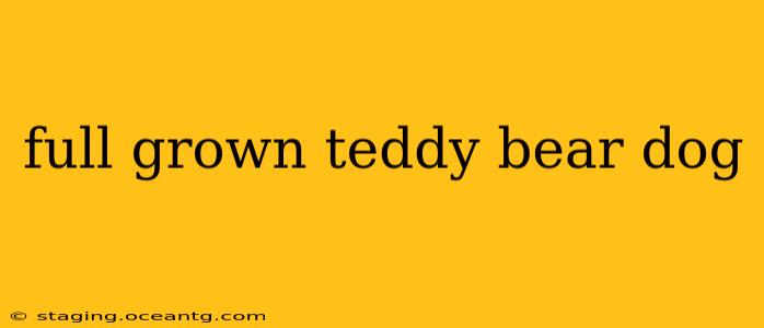 full grown teddy bear dog