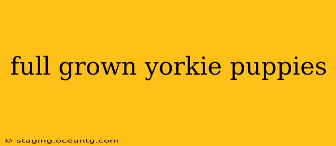 full grown yorkie puppies