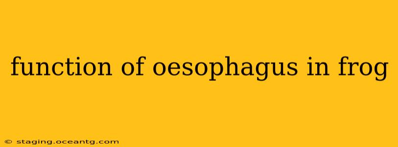 function of oesophagus in frog
