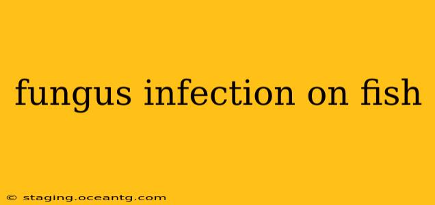 fungus infection on fish