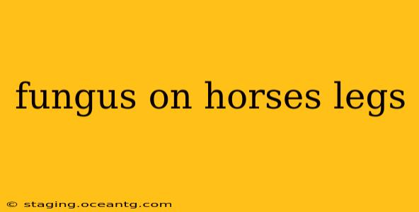 fungus on horses legs