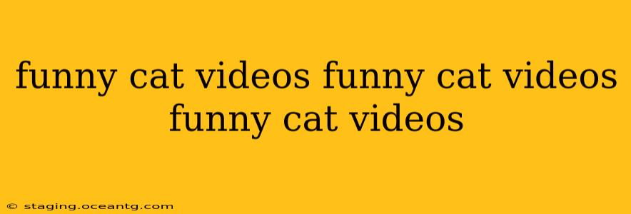 funny cat videos funny cat videos funny cat videos