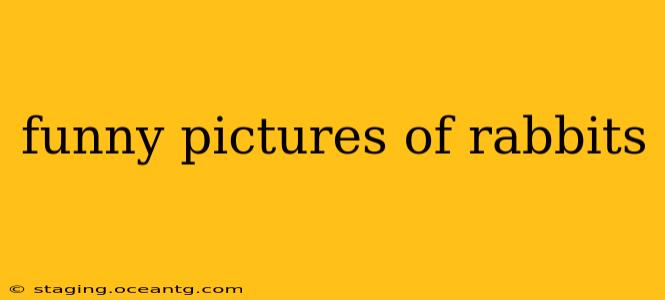 funny pictures of rabbits