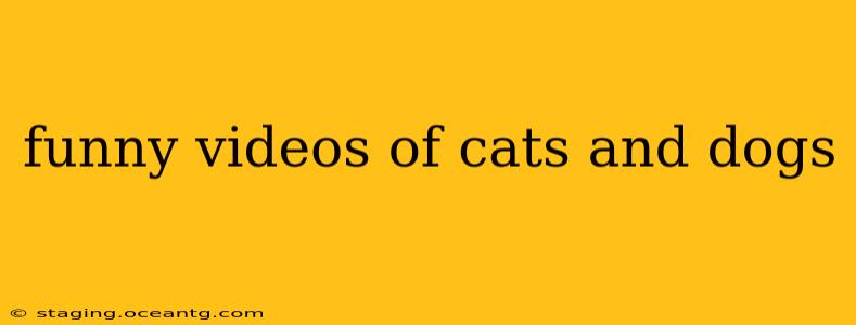 funny videos of cats and dogs