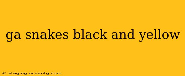 ga snakes black and yellow