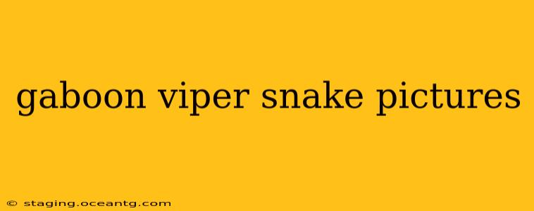 gaboon viper snake pictures
