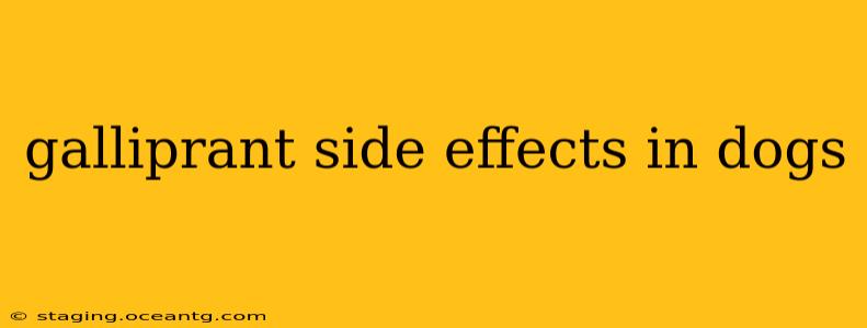 galliprant side effects in dogs