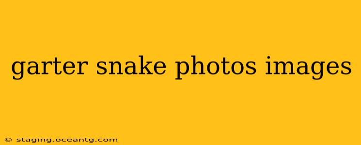 garter snake photos images