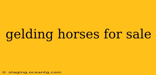 gelding horses for sale