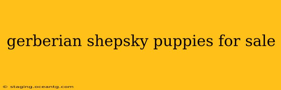 gerberian shepsky puppies for sale