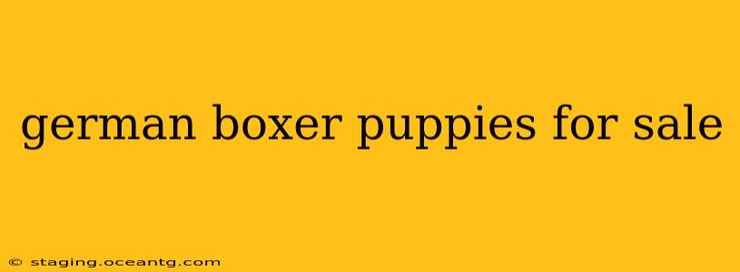 german boxer puppies for sale