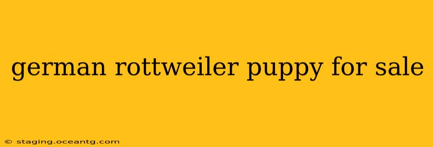 german rottweiler puppy for sale